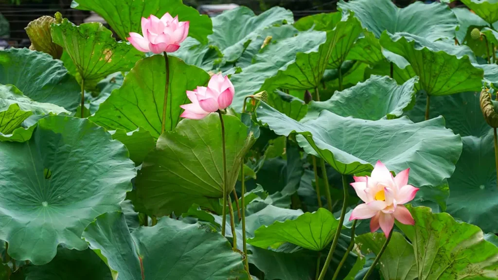 Stillness of a Lake: Yoga & Meditation Retreat in Chidambaram | Jvala Travel